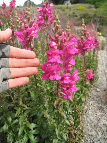 Antirrhinum majus (Snapdragon) — photo