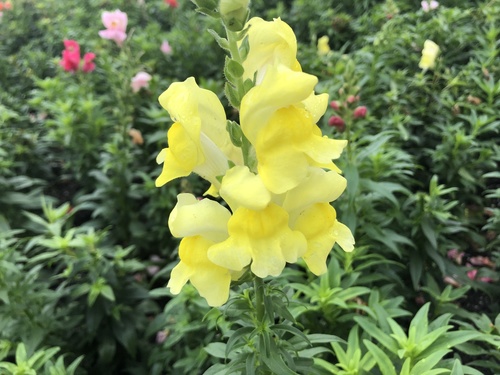 Antirrhinum majus (Snapdragon) — photo