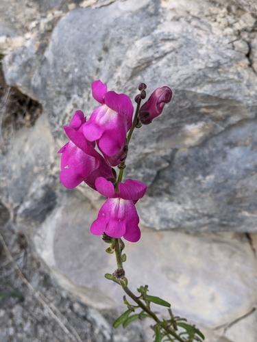 Antirrhinum majus