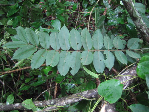 Antrocaryon micraster (Aprokuma) — photo