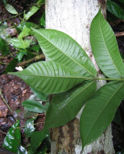 Antrocaryon micraster (Aprokuma) — photo