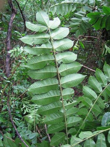 Antrocaryon micraster