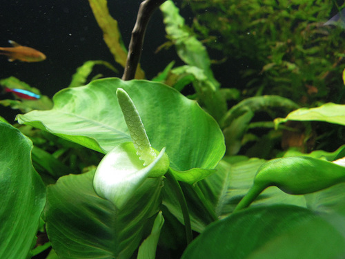 Anubias barteri var. glabra — photo