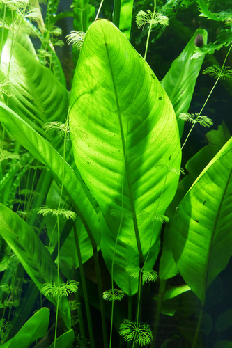 Anubias barteri var. glabra — photo