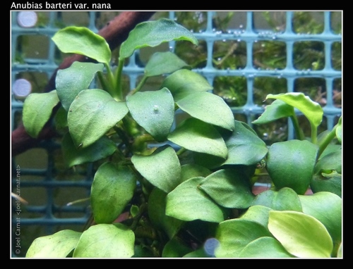 Anubias barteri var. glabra