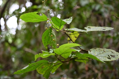 Aparisthmium cordatum (Cordate aparisthmium) — photo