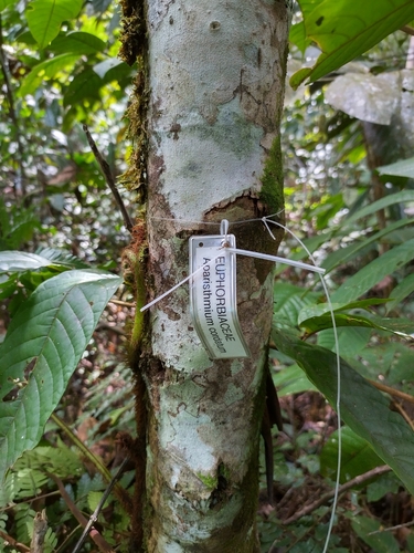 Aparisthmium cordatum (Cordate aparisthmium) — photo