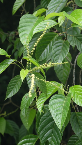 Aparisthmium cordatum