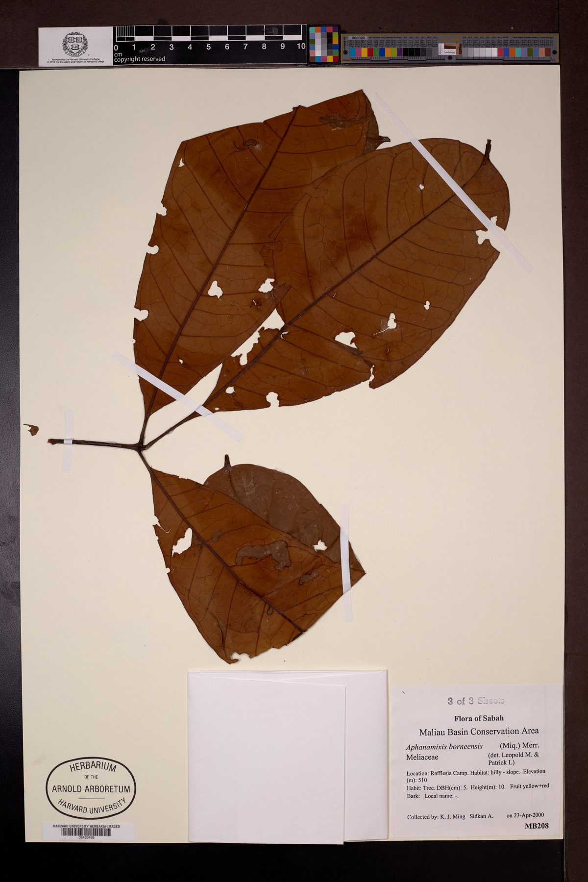 Aphanamixis borneensis (Borneo sabayan tree) — photo