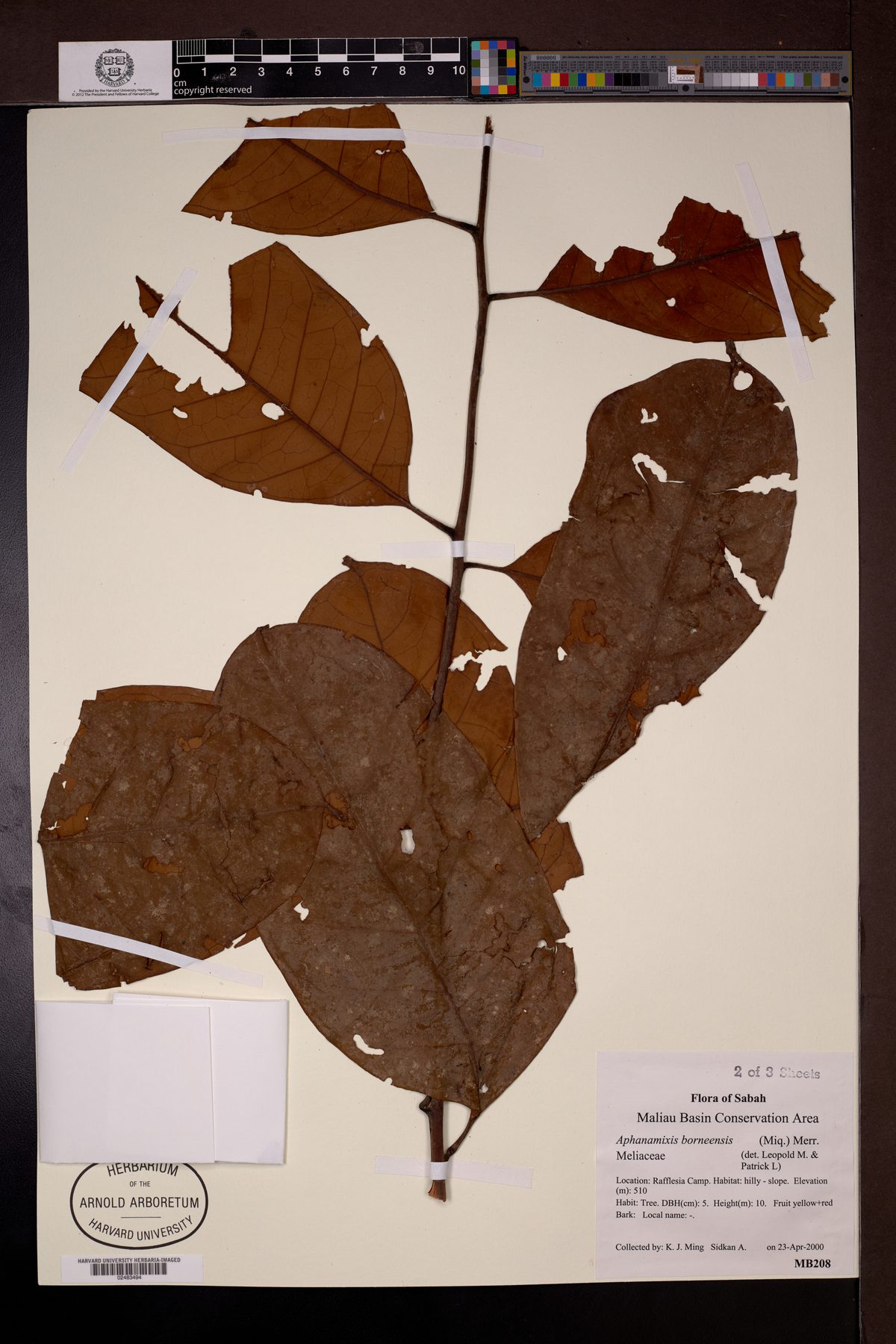 Aphanamixis borneensis (Borneo sabayan tree) — photo