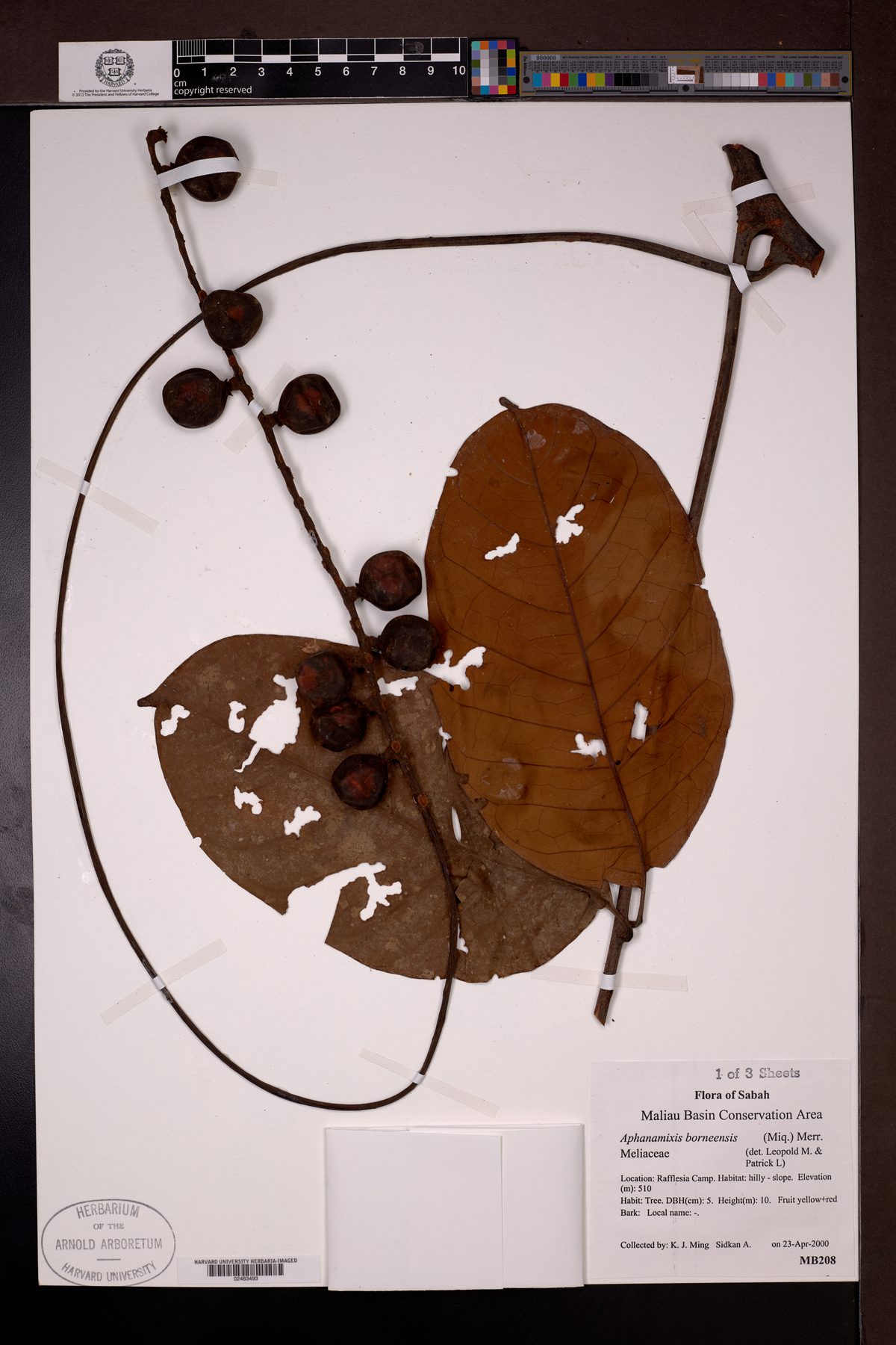 Aphanamixis borneensis