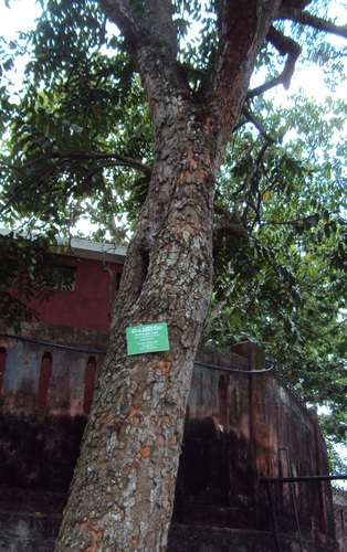 Aphanamixis polystachya (Pithraj tree) — photo