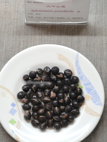 Aphanamixis polystachya (Pithraj tree) — photo