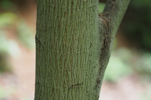 Aphananthe aspera (Muku tree) — photo