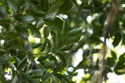 Aphananthe cuspidata (Netleaf hackberry) — photo
