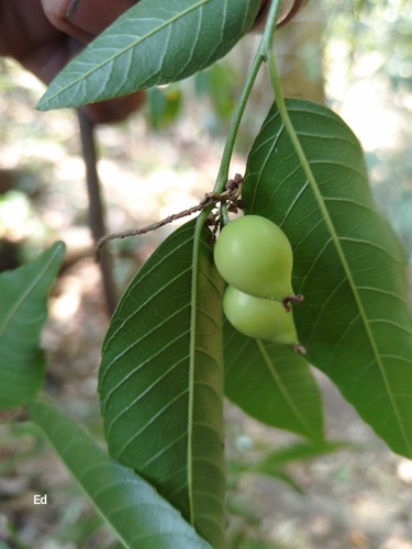 Aphananthe monoica — photo