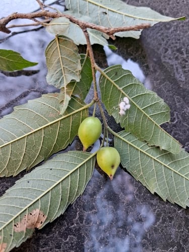 Aphananthe monoica
