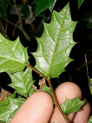 Aphananthe philippinensis (Rough-leaved elm) — photo
