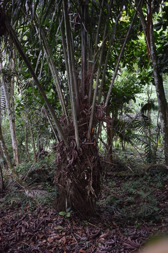 Aphandra natalia (Piassaba) — photo