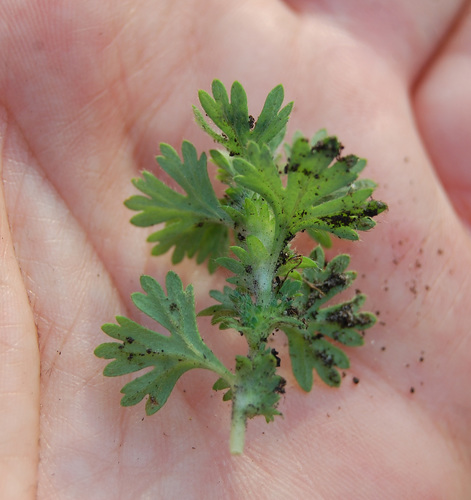 Aphanes arvensis (Parsley Piert) — photo