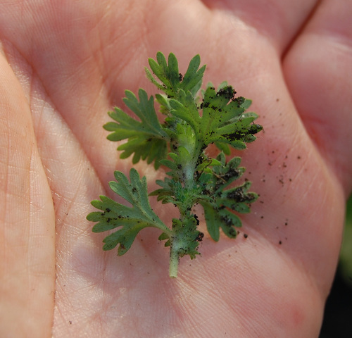 Aphanes arvensis (Parsley Piert) — photo
