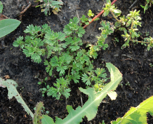 Aphanes arvensis