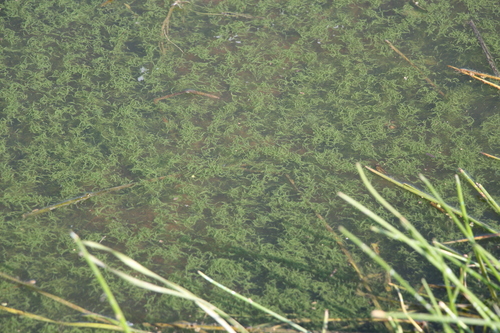 Aphanizomenon flos-aquae (Klamath blue-green algae) — photo