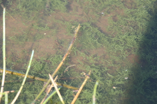 Aphanizomenon flos-aquae (Klamath blue-green algae) — photo