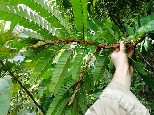 Aphanocalyx pteridophyllus — photo