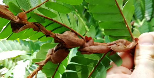 Aphanocalyx pteridophyllus — photo