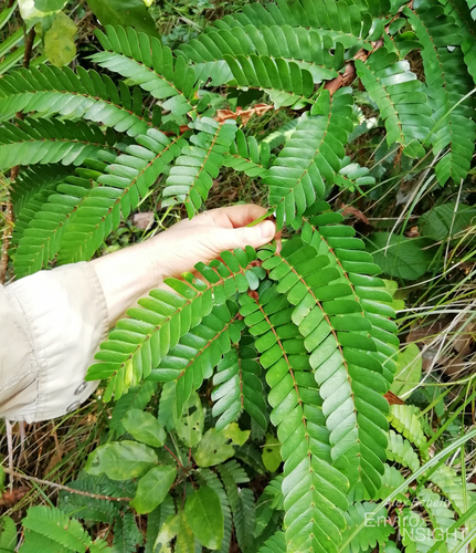 Aphanocalyx pteridophyllus
