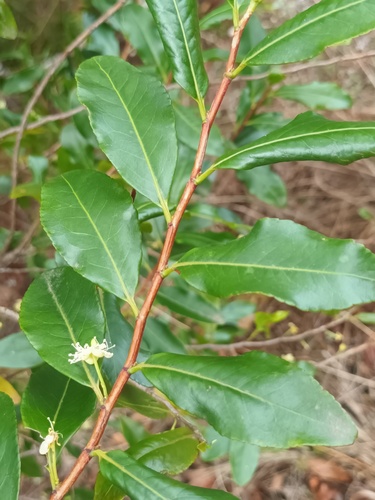 Aphloia theiformis (Mountain peach) — photo