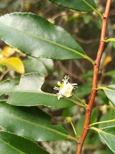 Aphloiaceae