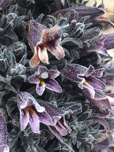 Aphyllon tuberosum (Chaparral broomrape) — photo