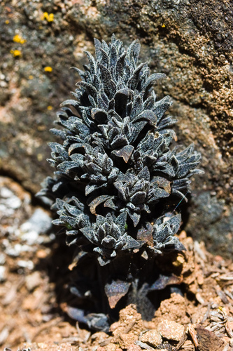 Aphyllon tuberosum (Chaparral broomrape) — photo