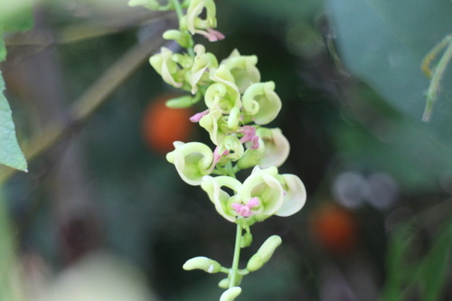Apios fortunei (Ground pear) — photo