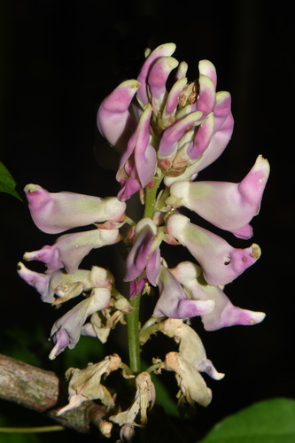 Apios priceana (Groundnut) — photo