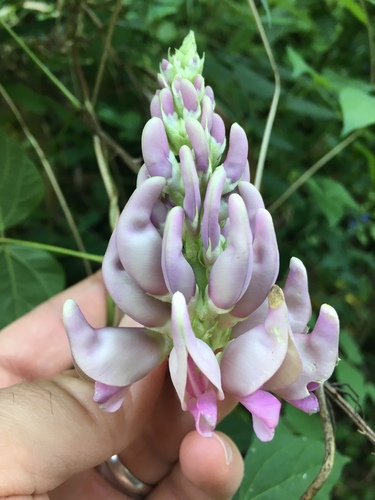 Apios priceana (Groundnut) — photo
