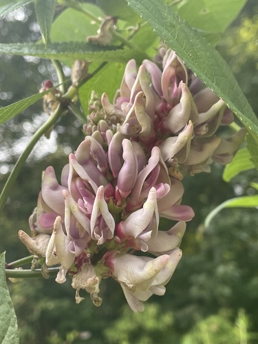 Apios priceana