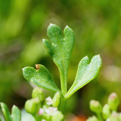 Apium annuum (Dwarf sea celery) — photo