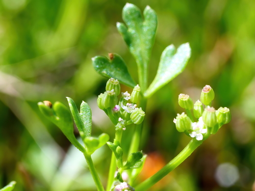 Apium annuum (Dwarf sea celery) — photo