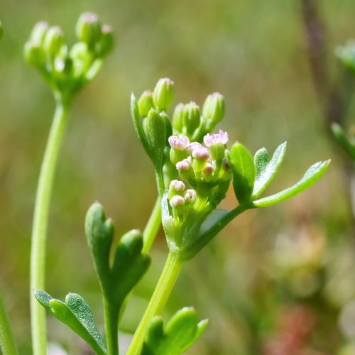 Apium annuum