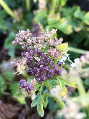 Apium australe (Wild celery) — photo