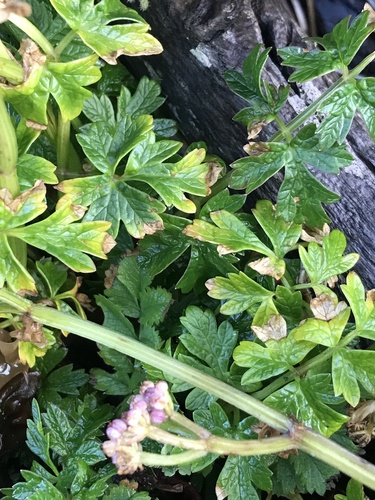 Apium australe (Wild celery) — photo