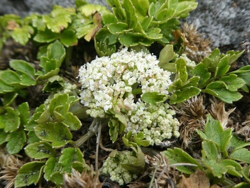 Apium australe