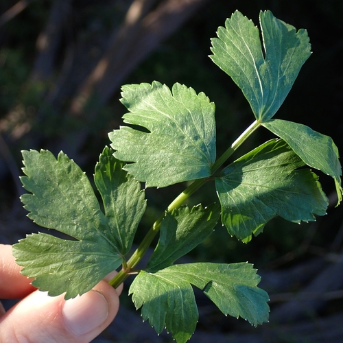 Apium graveolens (Smallage) — photo
