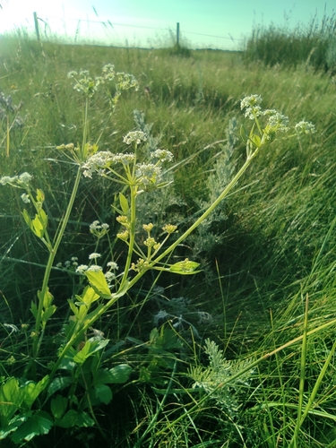 Apium graveolens (Smallage) — photo
