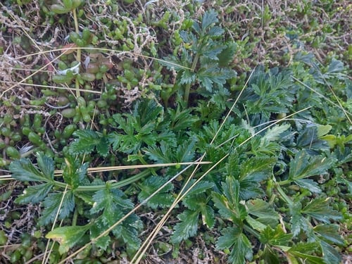 Apium insulare