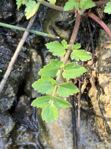 Apium nodiflorum (Crescione) — photo