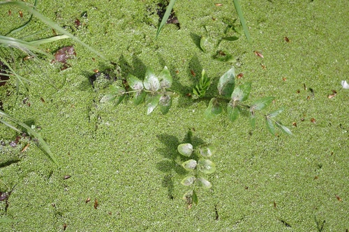Apium nodiflorum (Crescione) — photo